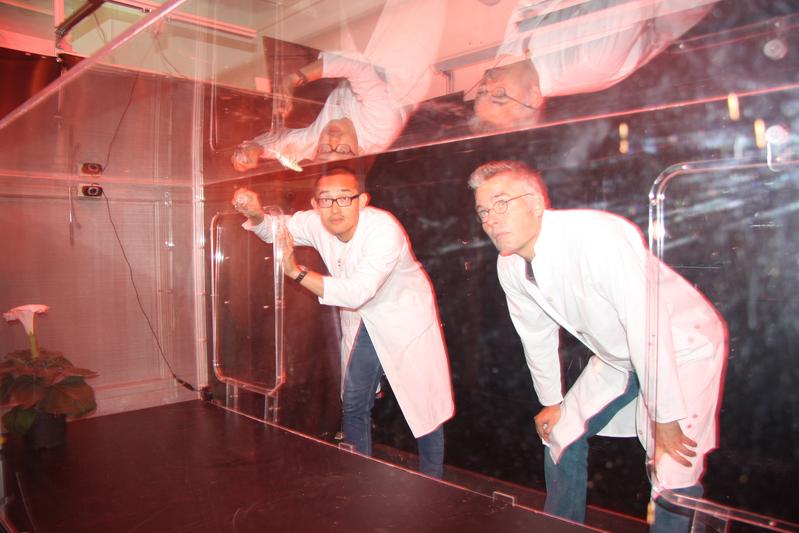 Jin Zhang and Markus Knaden observe the behavior of a tobacco hawkmoth in the wind tunnel. 