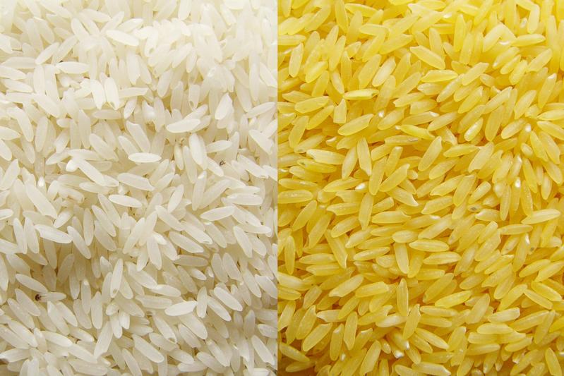 Die Farbe verrät den Gehalt an Provitamin A: Goldener Reis zeigt dank der Vitaminzugabe einen gelben Schimmer. Foto: goldenrice.org