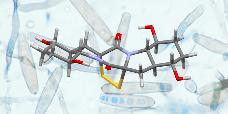 Struktur von Rostratin A (Vordergrund) und der Pilz Exserohilum rostratum, aus dem die Verbindung isoliert wurde (Hintergrund).