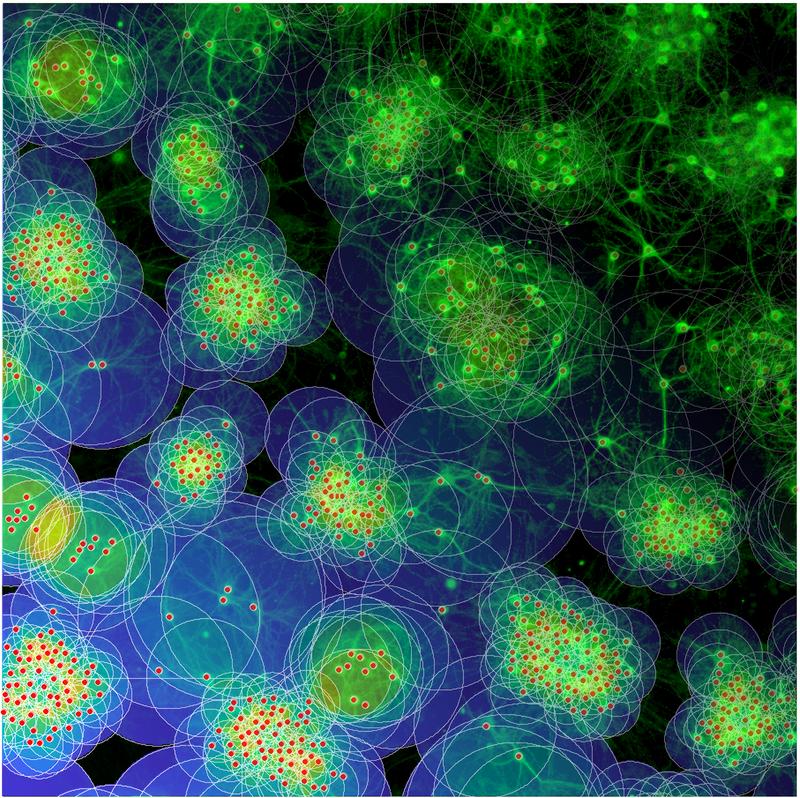 Mit simulierten Netzwerkmodellen und in-vitro-Experimenten untersuchten die Forschenden das Zusammenspiel von aktivitätsabhängigem Wachstum von Zellfortsätzen und die Wanderung von Nervenzellen.