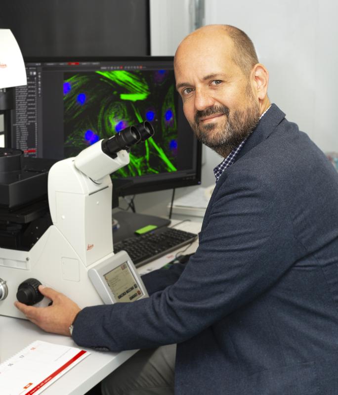 Prof. Dr. med. Jörg Heineke untersucht am Mikroskop das Wachstum von Herzmuskelzellen.