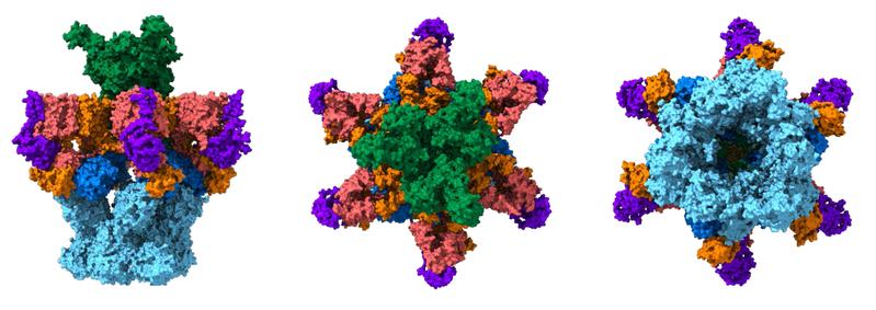 Modell des jetzt entschlüsselten Sekretionssystems des Mycobacteriums tuberculosis. Gut zu erkennen ist in seinem Zentrum die Pore der Nanomaschine.