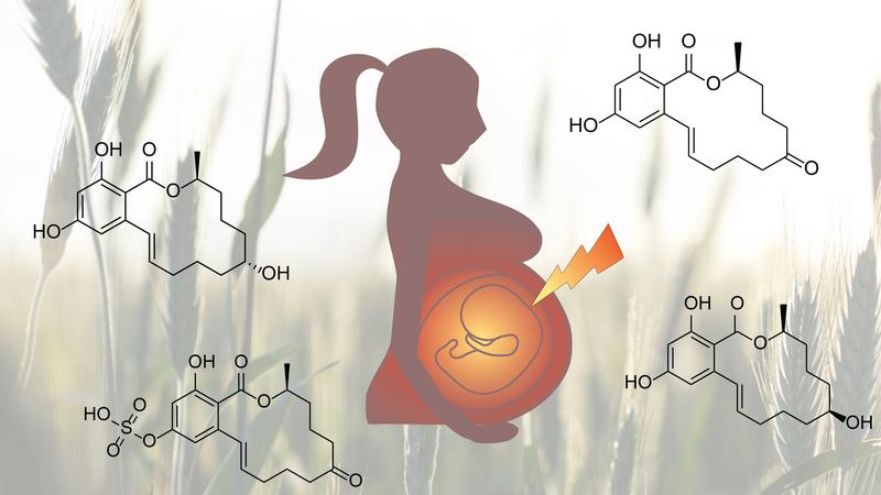 The xenoestrogen zearalenone migrates through the placenta, as researchers have now been able to show for the first time.