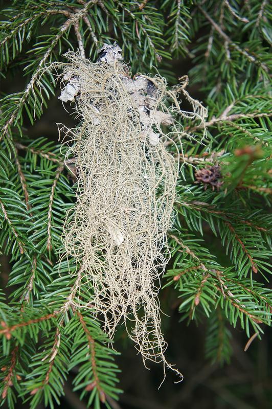 Gewöhnliche Bartflechte (Usnea dasopoga) aus den Bayerischen Alpen.