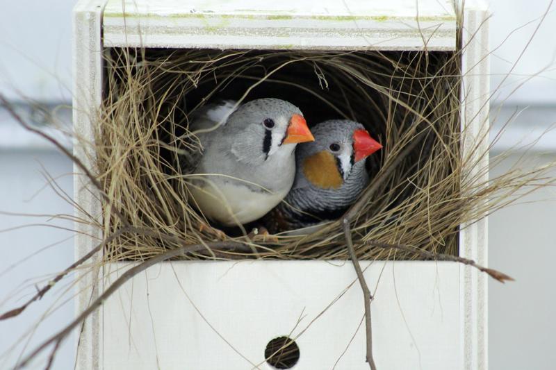 A breeding pair of zebra finches 