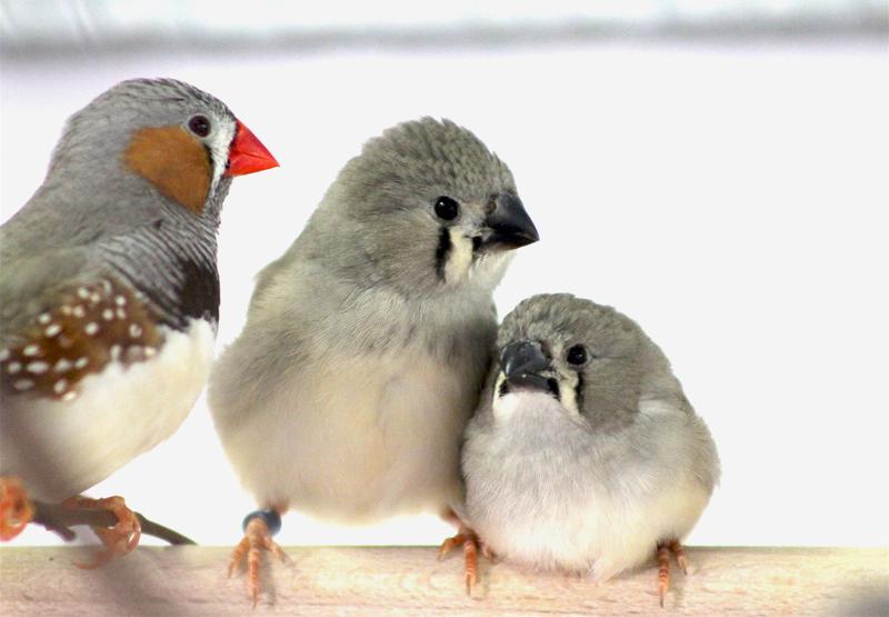 Chicks of zebra finches that grew up in nests exposed to traffic noise were smaller than chicks from parents that bred in quiet aviaries. Only later in life they managed to catch up.
