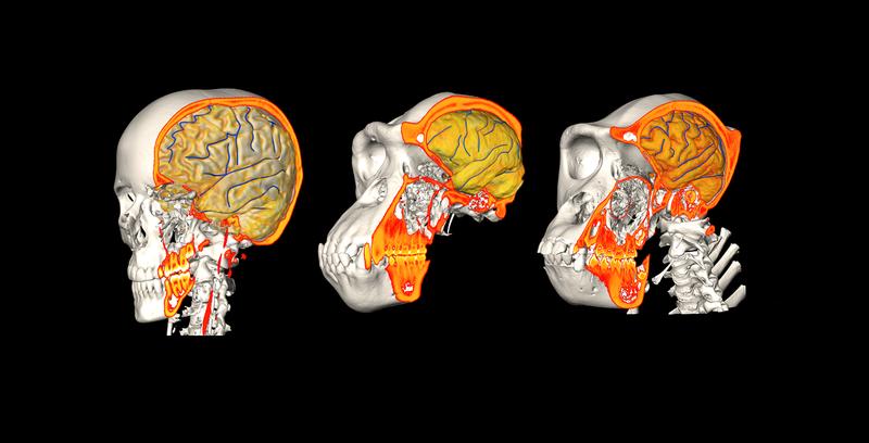 CT/MRI-Daten eines Menschen (links), eines Schimpansen (Mitte) und eines Gorillas (rechts).