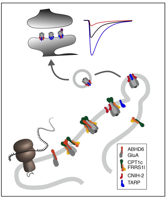 The step-by-step, controlled assembly of AMPA receptors in the endoplasmic reticulum of nerve cells is crucial for the ability to learn and remember.