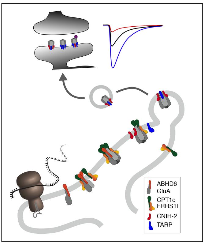 The step-by-step, controlled assembly of AMPA receptors in the endoplasmic reticulum of nerve cells is crucial for the ability to learn and remember.