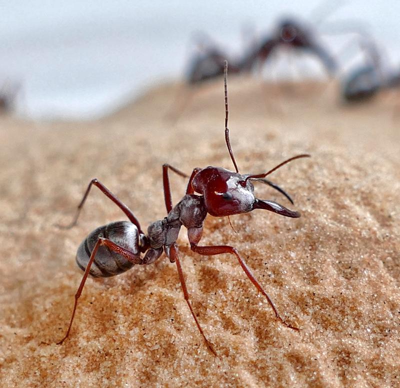 Die Silberameise gilt als schnellste Ameise der Welt