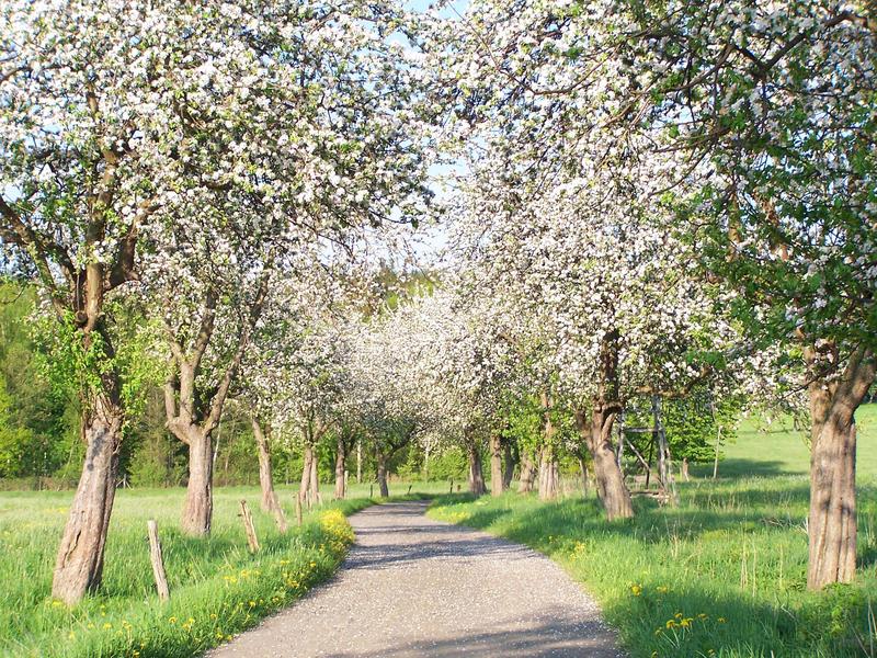 Kirschbäume sind oft von Bakterienbrand bedroht. Als Alternative zu umweltschädlichen Kupferpräparaten soll dem mit einem natürlichen Pflanzeninhaltsstoff umweltschonend begegnet werden.