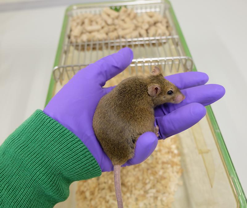 Mäuse werden durch eine Ernährungsumstellung gesünder wenn sie früh im Leben damit anfangen und bis ins hohe Alter so ernährt werden.