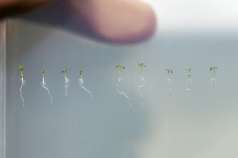 Seedlings of thale cress (Arabidopsis). The KAI2 protein regulates essential functions of root and root hair growth. 