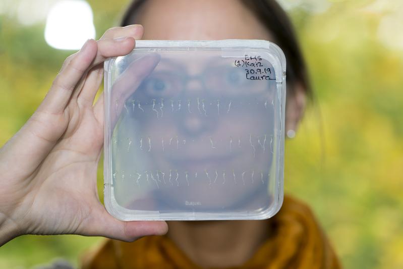 Prof. Dr. Caroline Gutjahr with seedlings of thale cress (Arabidopsis). 