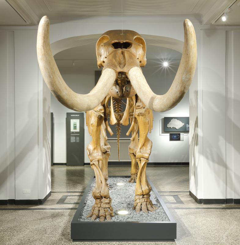 Peale's Mastodon, Mammut americanum, 1801