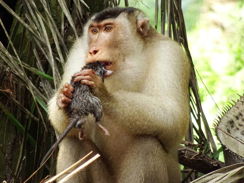 Adult male pig-tailed macaque consuming a rat at the oil palm plantations near Segari, Peninsular Malaysia.