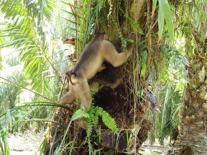 Adult female pig-tailed macaques foraging for rats under boots of oil palm trees.