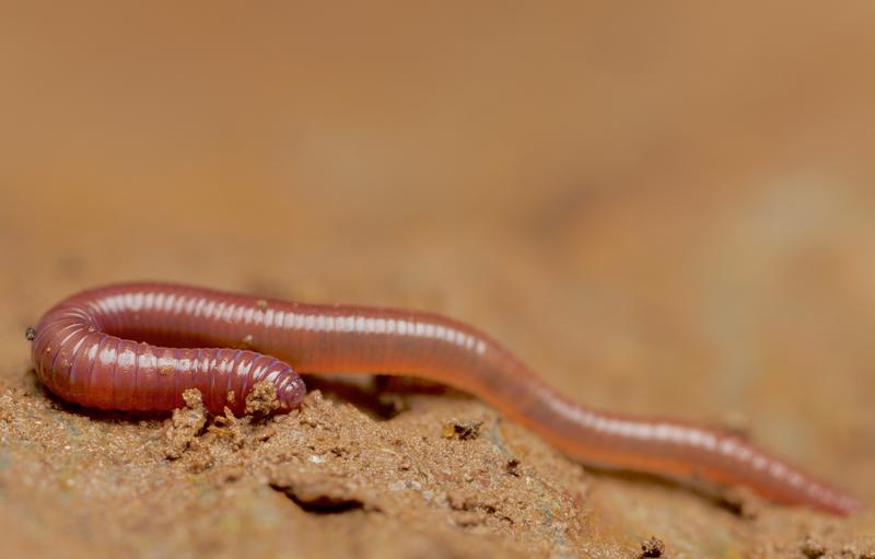 Die lokale Regenwurm-Vielfalt nimmt von den Tropen zu den gemäßigten Breiten zu. Abgebildet ist ein junger Regenwurm.