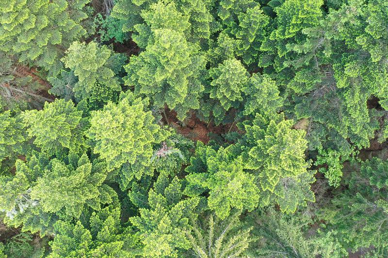 Radar can be used to survey the diversity of species in forests. The picture shows a complex mixed mountain forest.