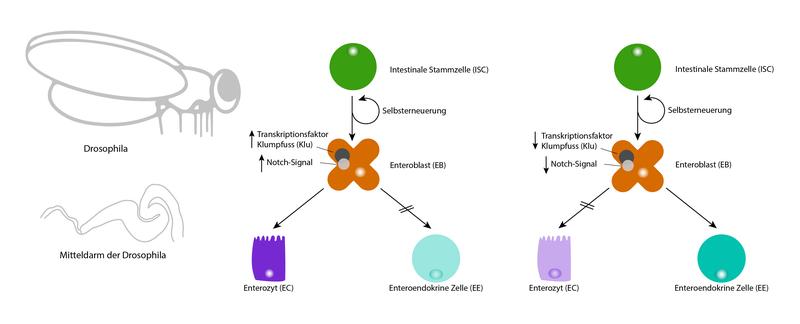 Der Transkriptionsfaktor Klumpfuss (Klu) reguliert zusammen mit der Notch-Signalisierung die Zelldifferenzierung adulter Stammzellen im Darm der Fruchtfliege (Drosophila melanogaster).