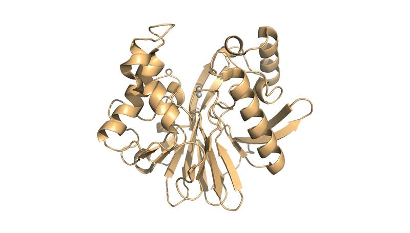 Modell des Enzyms, das die Forscher in ihrer Studie untersuchten. Die zwei grauen Kugeln stellen das aktive Zentrum dar, das sich mit dem Pestizid verbindet, um es zu spalten.