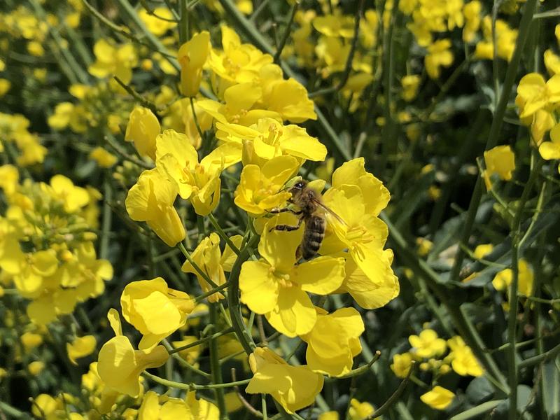 Chance für Artenschutz und Dialog: Wissenschaflter der Uni Hohenheim loben Schwerpunkte des geplanten Maßnahmenpakets für den Insektenschutz in Baden-Württemberg