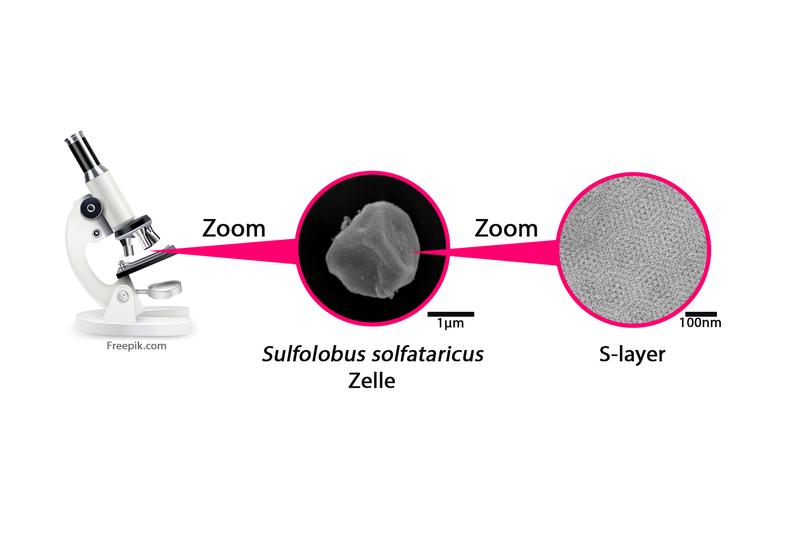 Die Struktur der S-layer kann man mittels Elektronenmikroskopie visualisiert werden.