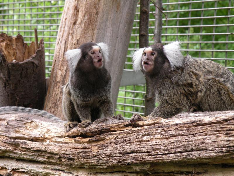 The calls of marmoset monkeys differ between populations.