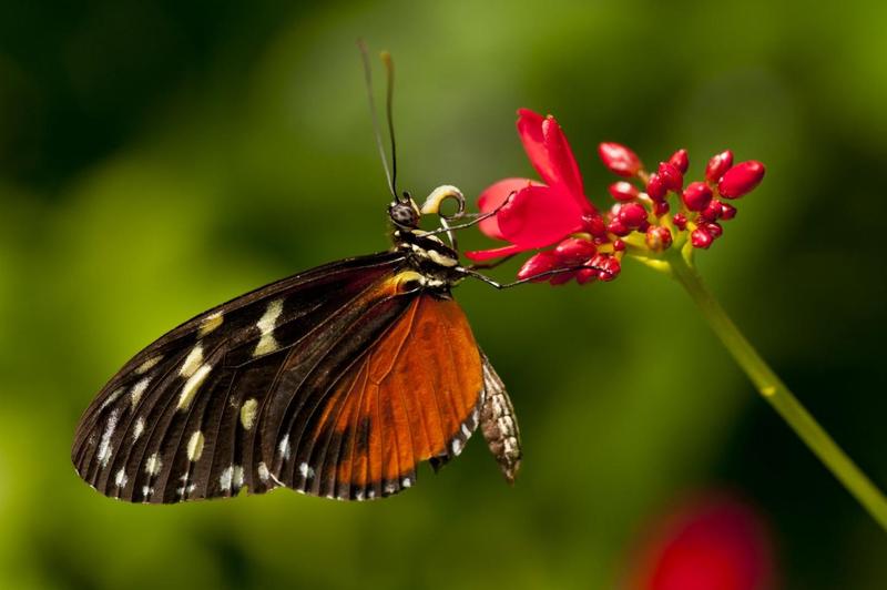 Die Entwicklung des Saugrüssels, eines gewundenen strohähnlichen Mundstücks, das Nektar und andere Flüssigkeiten aufsaugen kann, trug zur Förderung der Vielfalt der Schmetterlinge bei. 