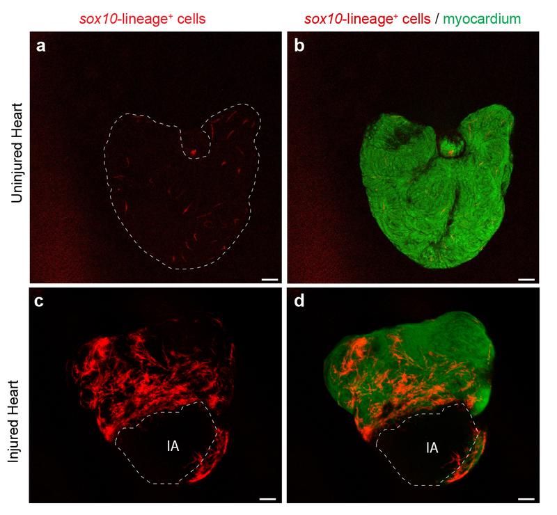 Beim unverletzten Zebrafisch-Herzen (a,b) sind nur wenige sox10-Zellen erkennbar (rot). Beim verletzten Herzen (c,d) wächst ihre Anzahl stark an, und die Zellen sammeln sich an den Wundrändern (IA).