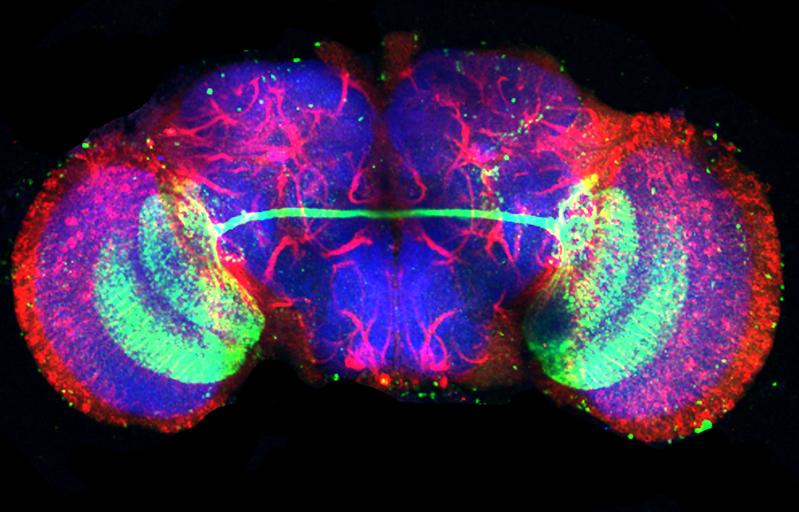 Das Gehirn von Drosophila besitzt ca. 100.000 Nervenzellen, die in komplexen Netzwerken miteinander verschaltet sind.