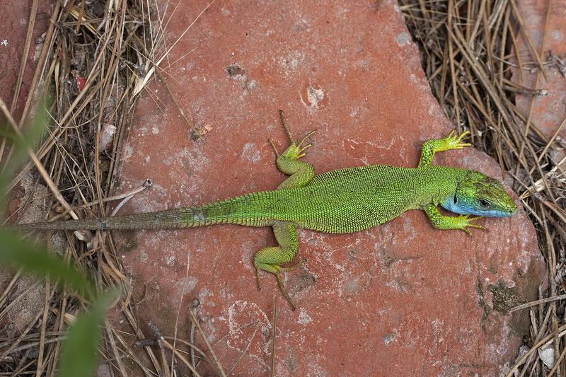 Die Westliche Smaragdeidechse Lacerta bilineata wurde auf die Krim-Halbinsel eingeschleppt. 