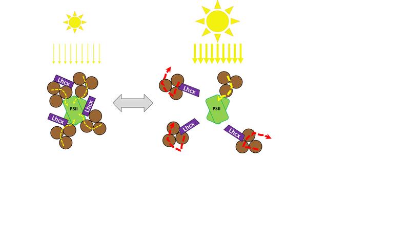 Bei starker Sonneneinstrahlung werden in der inneren Chloroplastenmembran die lichtabsorbierenden Antennen (braun) physisch von den Photosystemen (grün) abgekoppel