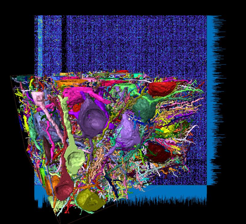 Dense connectome from the mouse cerebral cortex, the largest connectome to date. 