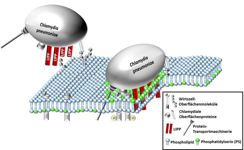 Chlamydia pn. bindet mit seinem Oberflächenproteins LIPP (rot) an eine menschliche Zelle. Das Protein durchdringt die Zellmembran und transportiert das zelleigene Phospholipid PS (grün) nach außen. 