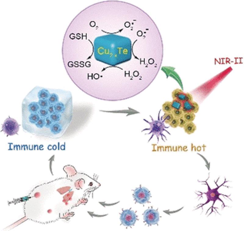Kupfertellurid-Nanopartikel ahmen unter NIR-Licht Enzyme nach und lösen oxidativen Stress in Tumorzellen aus. Diese verlieren ihren immunsuppressiven Status und Entzündungsprozesse werden angestoßen.