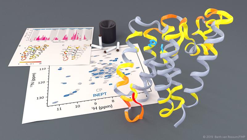 Untersuchung der Rhomboidprotease GlpG mit Hilfe von Festkörper-NMR.