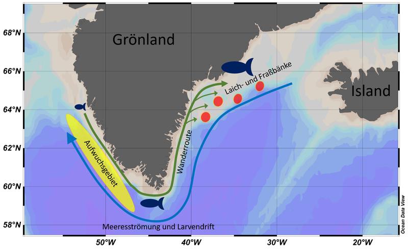Karte von Grönland mit Wanderungsbewegungen des Kabeljaus. Rot: Unterwasserbänke an der Ostküste 