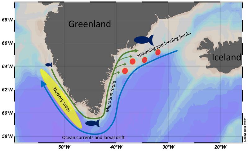 Map of Greenland with migration routes of the cod