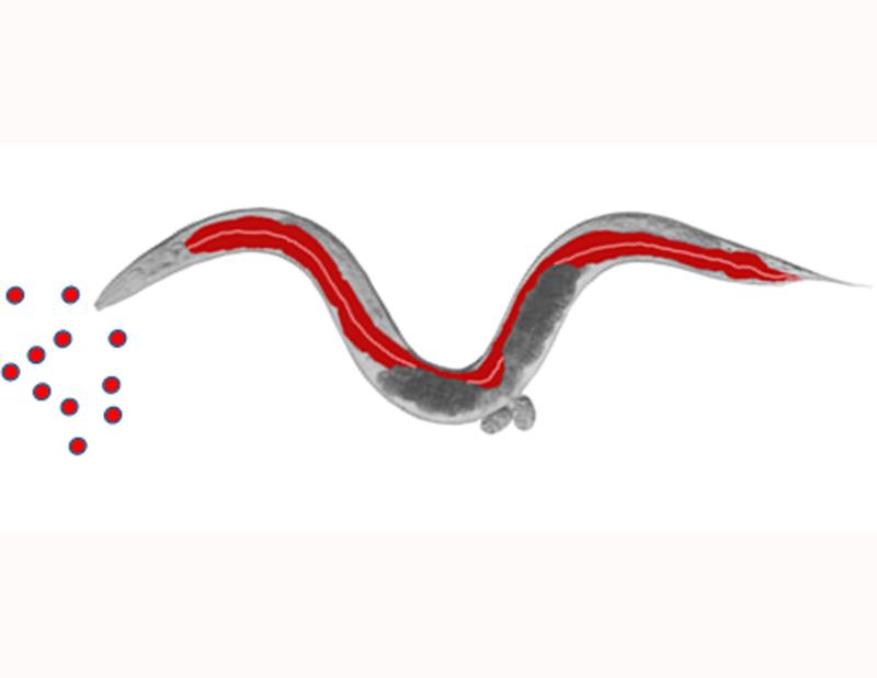 Mikroskopieaufnahme von C. elegans mit schematischen Nanopartikeln (rund, rot) und der Verteilung der Nanopartikel nach der Aufnahme mit der Nahrung im Darm (ebenfalls rot)