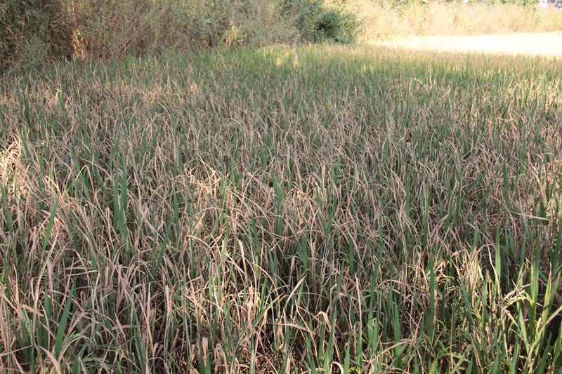 Reispflanzen, die vom Xoo-Bakterium befallen wurden und die dadurch an Bakterienbrand erkrankt sind. 