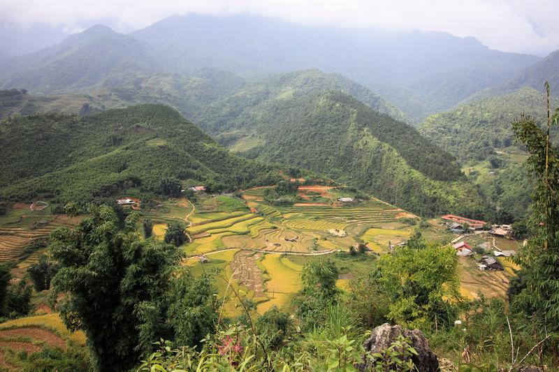 Reisterrassen in Sapa, Vietnam: Reis ist die weltweit wichtigste Nahrungspflanze, die vor allem für die Ernährung in Asien und Afrika eine überlebenswichtige Rolle spielt. 