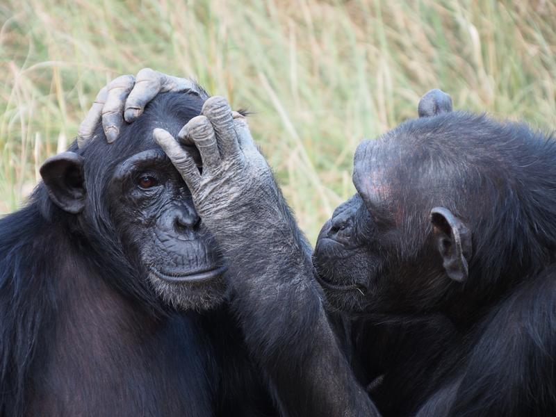 Erste Ergebnisse der Studie zum Kurzzeitgedächtnis von Primaten zeigen, dass eng verwandte Arten, zum Beispiel Schimpansen (Foto) und Bonobos, ähnliche Ergebnisse erzielen.