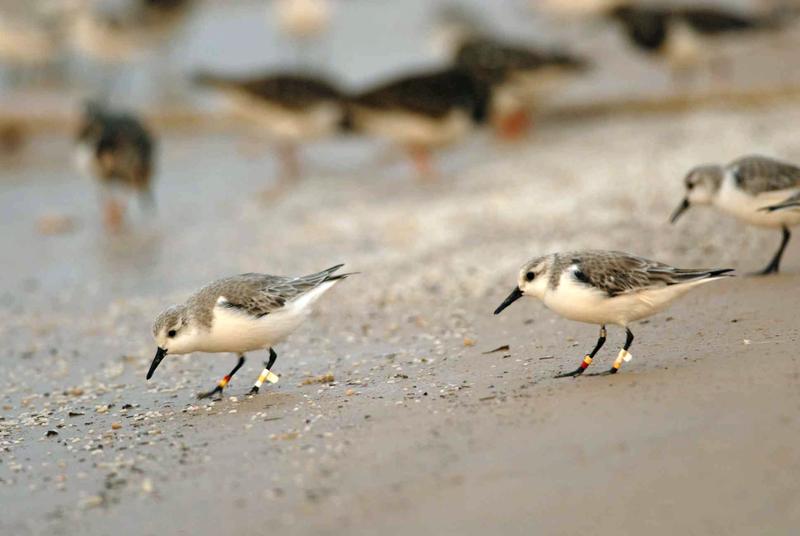 Das Forscherteam hat die Sanderlinge beringt, um sie individuell identifizieren zu können.