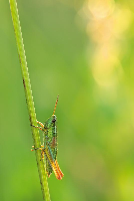 Insektenarten, wie diese Kleine Goldschrecke (Chrysochraon dispar), sind in ihren Beständen deutlich zurückgegangen.