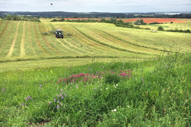 Particularly meadows in the vicinity of intensively used agricultural areas suffer from species loss.