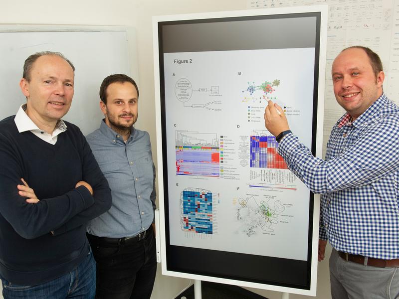 Aggressivem Brustkrebs auf der Spur (von links): Prof. Dr. Joachim L. Schultze, Dr. Theodoros Kapellos und Dr. Thomas Ulas am LIMES-Institut der Universität Bonn. 