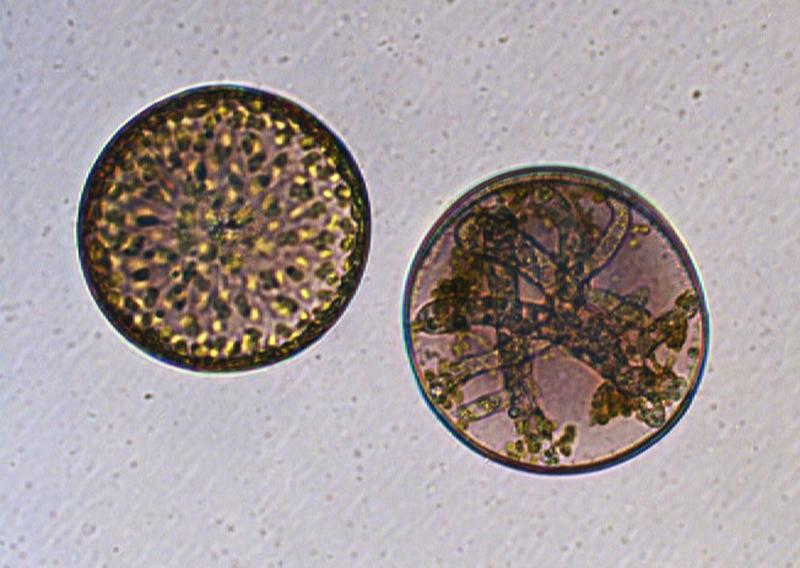 Healthy (left) and infected (right) diatom cell: In the cell on the right, the parasitic oomycete has sucked all nutrients and modulated the algal metabolome to generate its own reproductive form. 