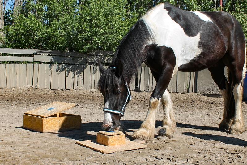Horses copy human techniques to open a feed box.