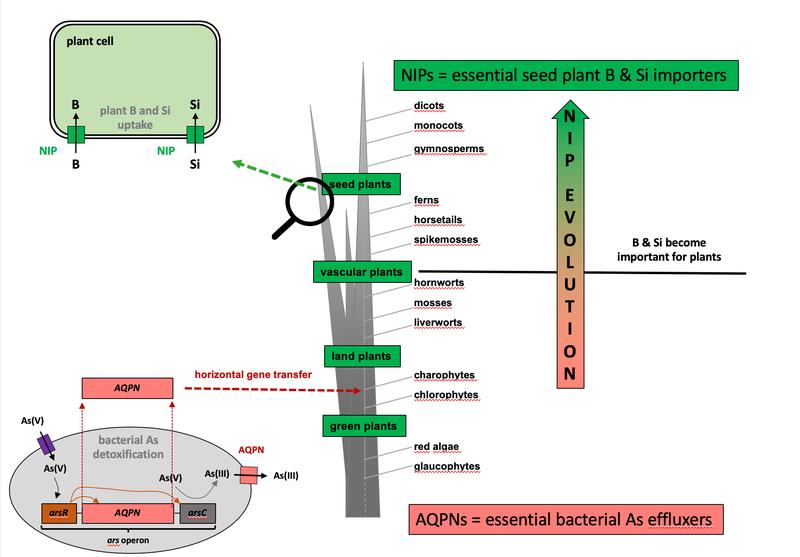 Bakterielle Arsen-Entgiftungs-Transportproteine stellen die evolutio-nären Vorläufer von für Pflanzen essentielle Bor und Silizium Nährstoff-Aufnahme-Proteine dar.